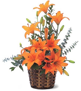 Asiatic-Lilies.jpg