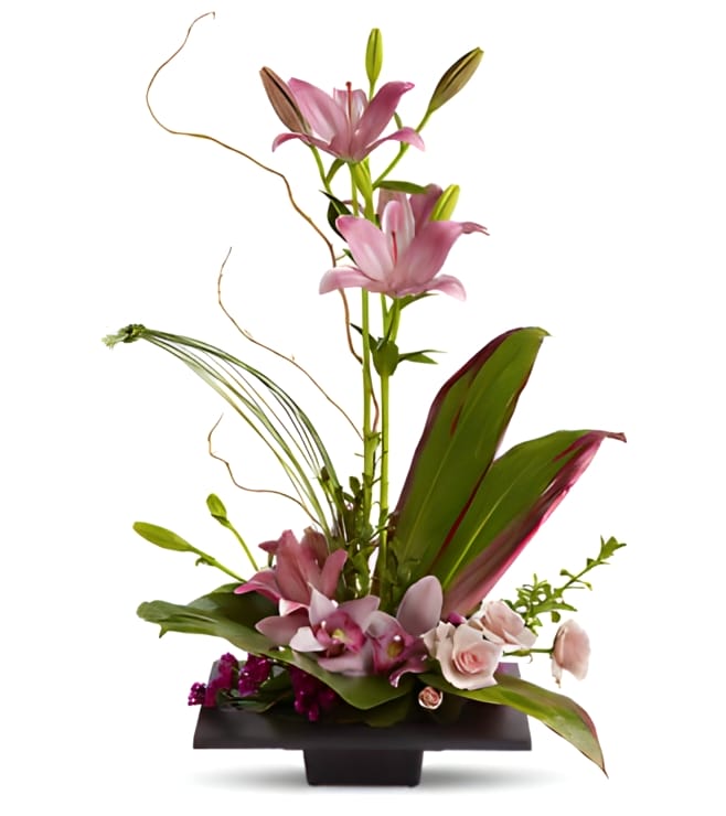 الخيال يزهر، الأوركيد