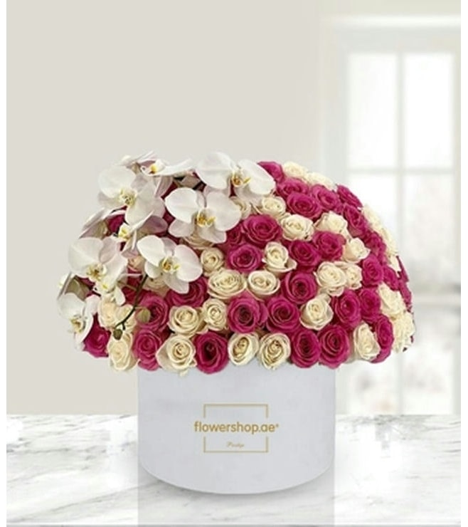 حلم الأوركيد الوردي