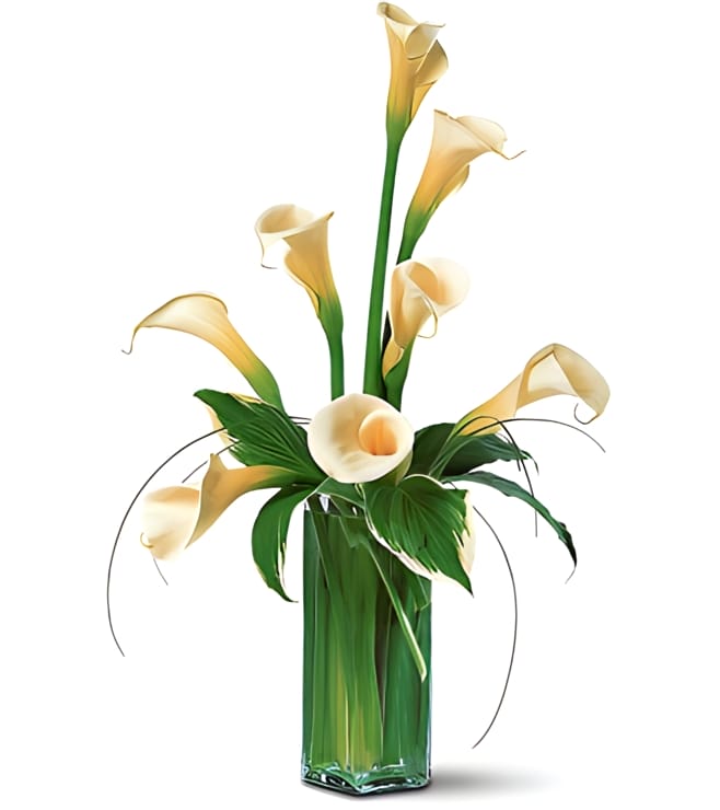 White Callas, Flowers