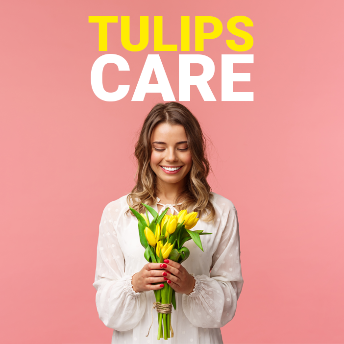 The Ultimate Guide to Caring for Your Tulip Bouquet