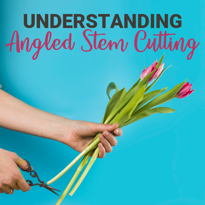 Prolonging Fresh Cut Flowers: Understanding Angled Stem Cutting