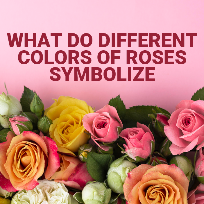 What Do Different Colors of Roses Symbolize?