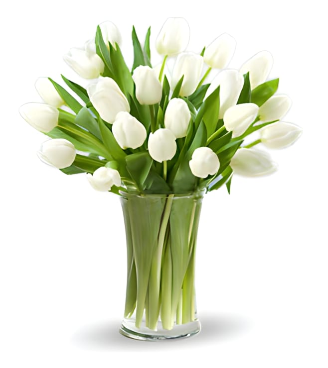 Classic White Tulips