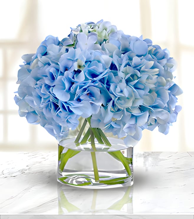 Heavenly Blue Hydrangea