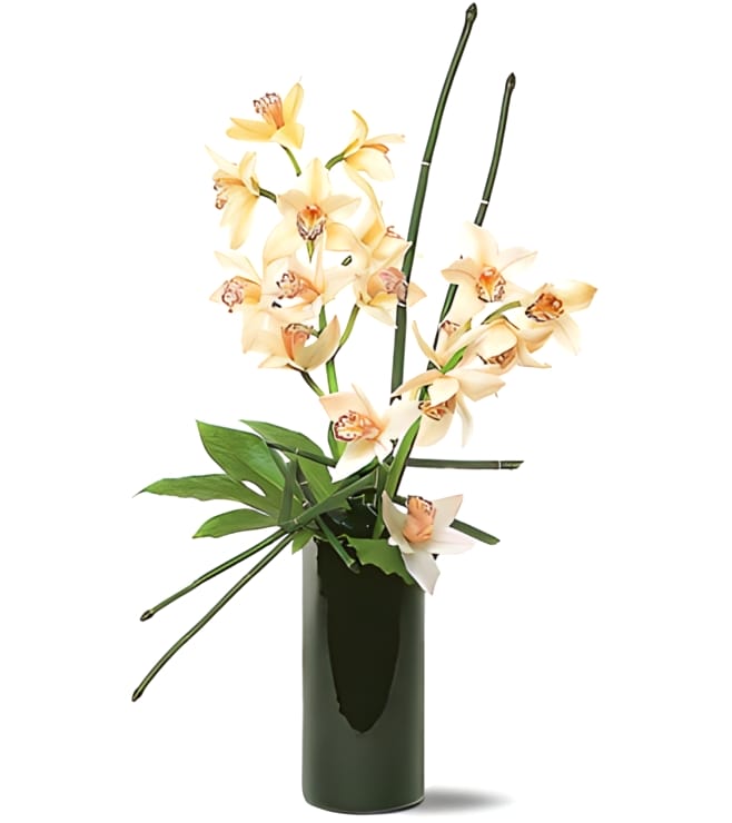 Artful Orchids, Sympathy