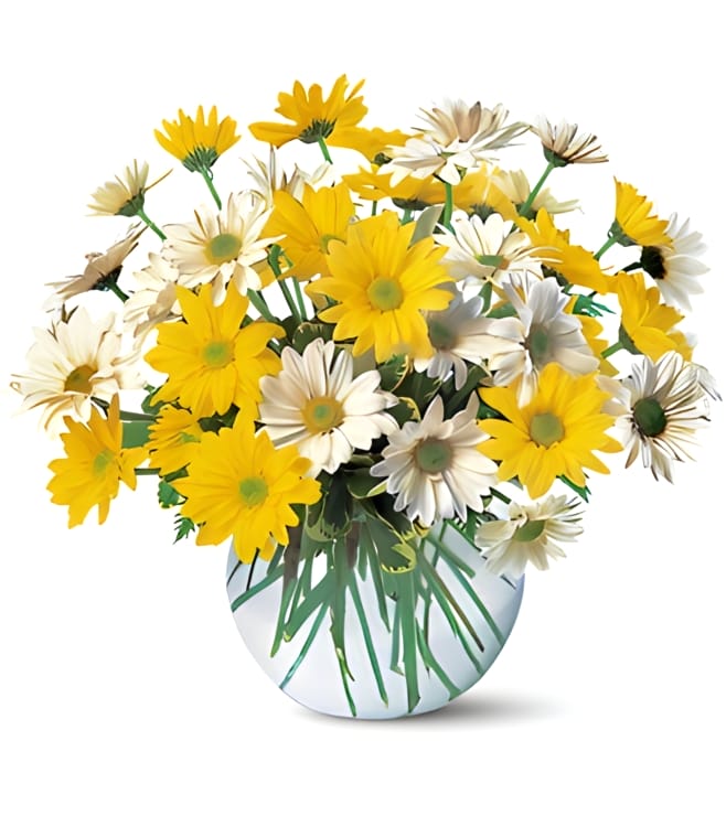 Dashing Daisies, Mixed