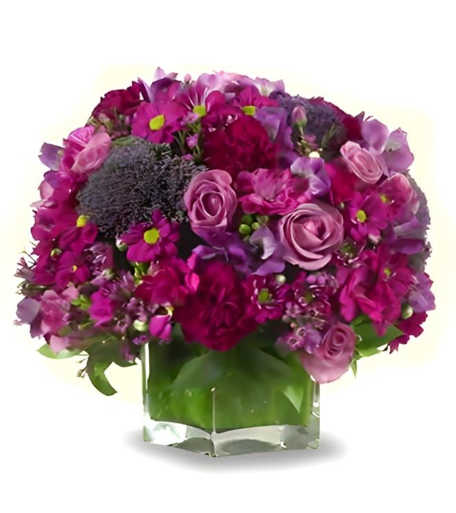 Plum Paradise, Carnations