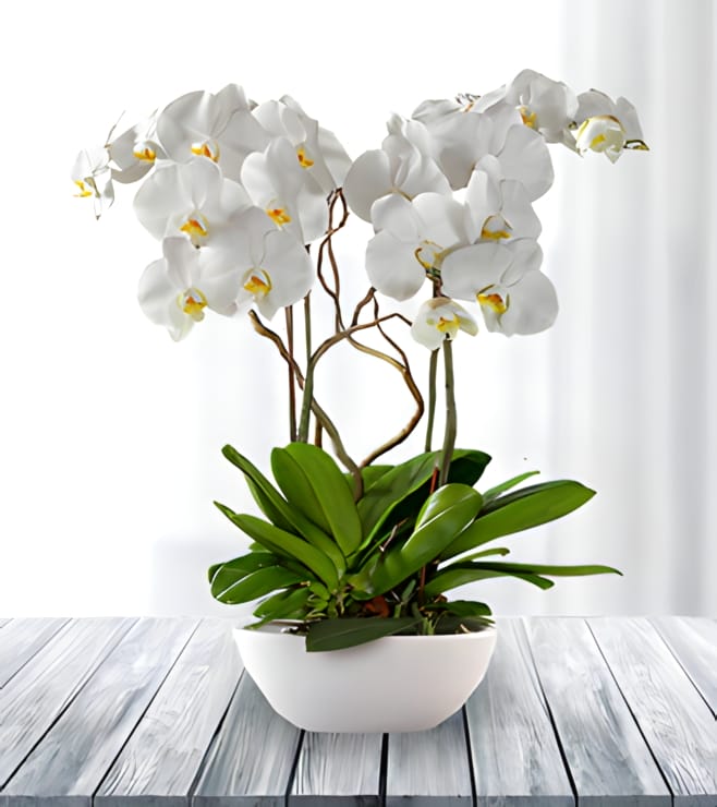 Regal White Phaleonopsis Orchid, Luxury Collection