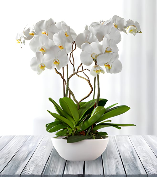 Regal White Phaleonopsis Orchid, Plants