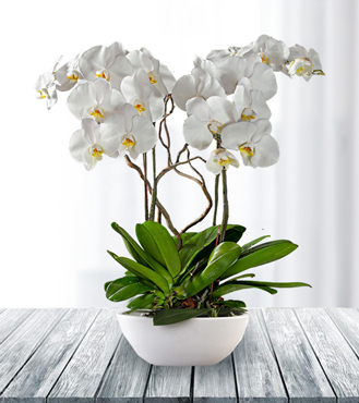 Regal White Phaleonopsis Orchid