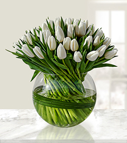 100 White Tulips