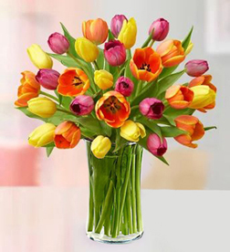 Multicolored Tulips, Tulips