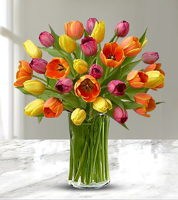 Multicolored Tulips