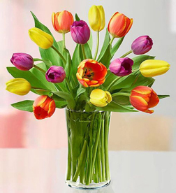 Assorted 15 Tulips