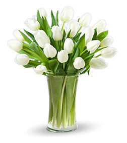 Classic White Tulips, Flowers