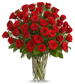 50 Red Roses, Roses