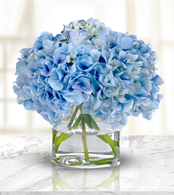 Heavenly Blue Hydrangea