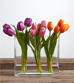 Delightful Wishes, Tulips