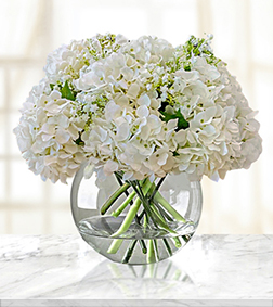 Pristine White Hydrangea Bouquet, Luxury Collection