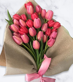Pretty Tulip Fantasy, Pink