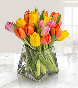Vibrant Wishes For You, Tulips