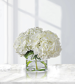 Heavenly White Hydrangea