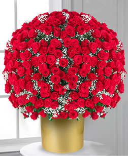 500 Red Roses