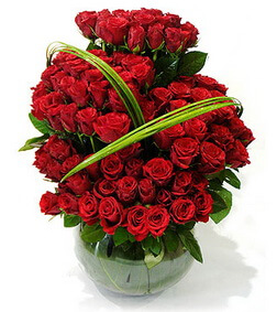 100 Red Roses, Roses